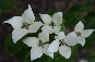 Dereń kousa (Cornus kousa) China Girl